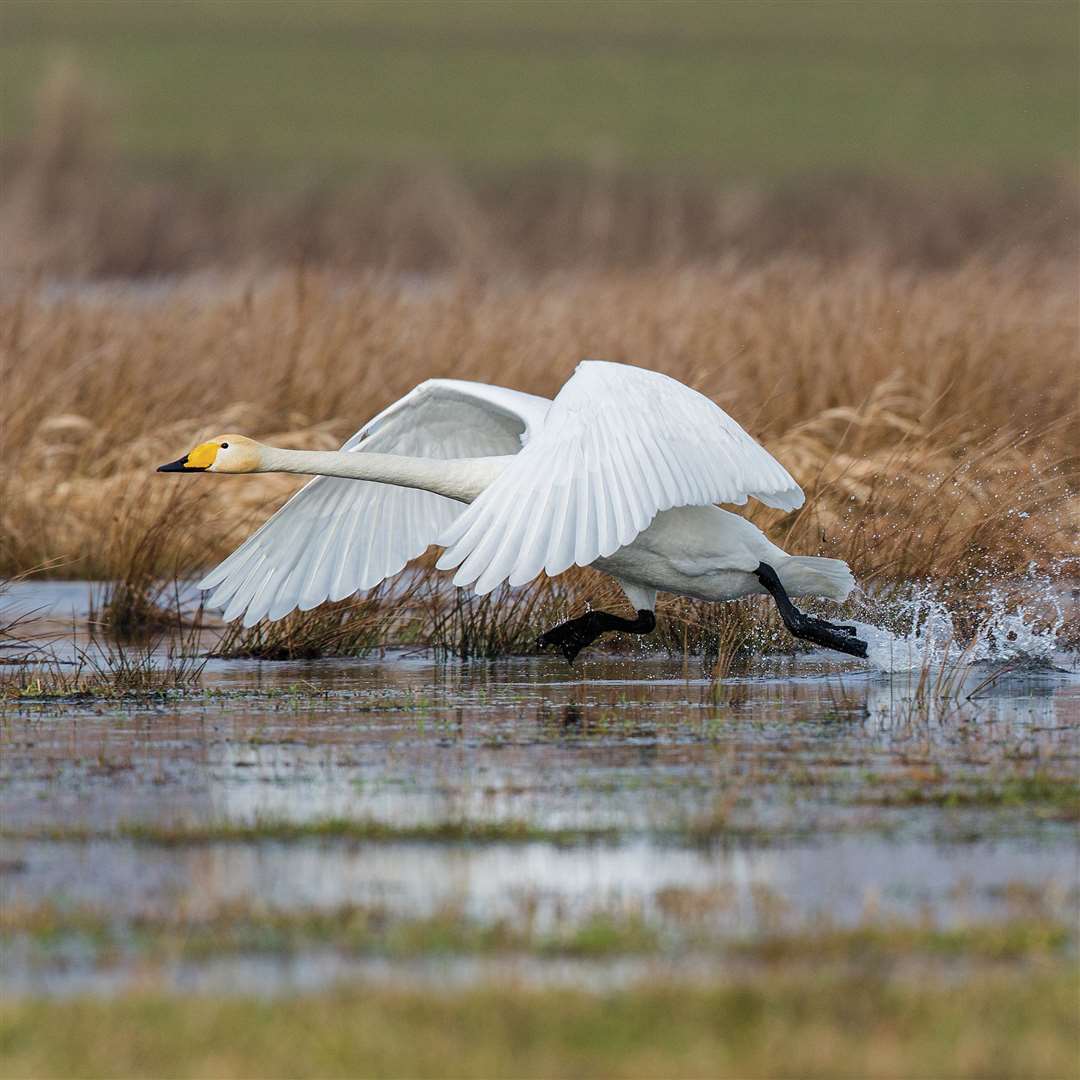 Whooper Swans at Welney Wetland Reserve. Photo:Photo: Keith Suffling. (62001030)
