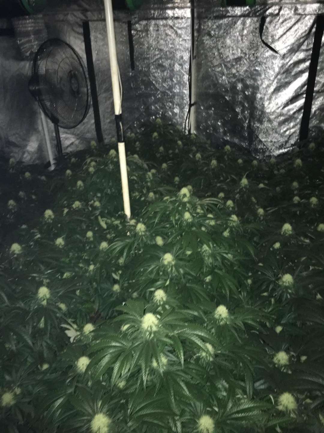 Cannabis recovered from an address in Walsoken following a police raid (24577184)