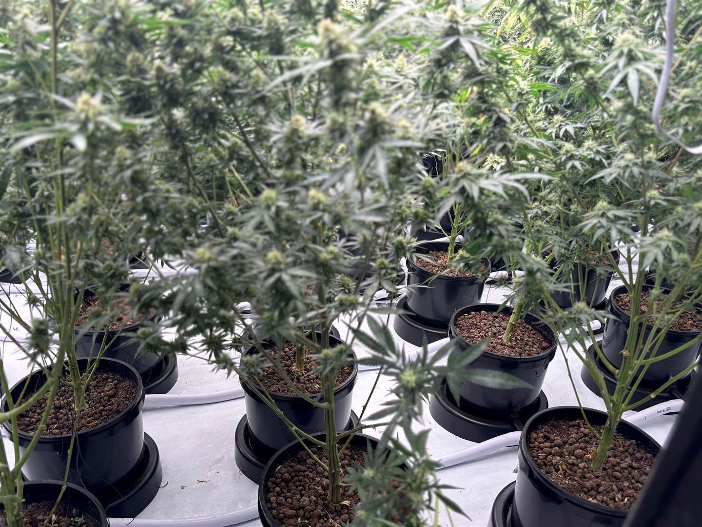 Some of the cannabis plants found
