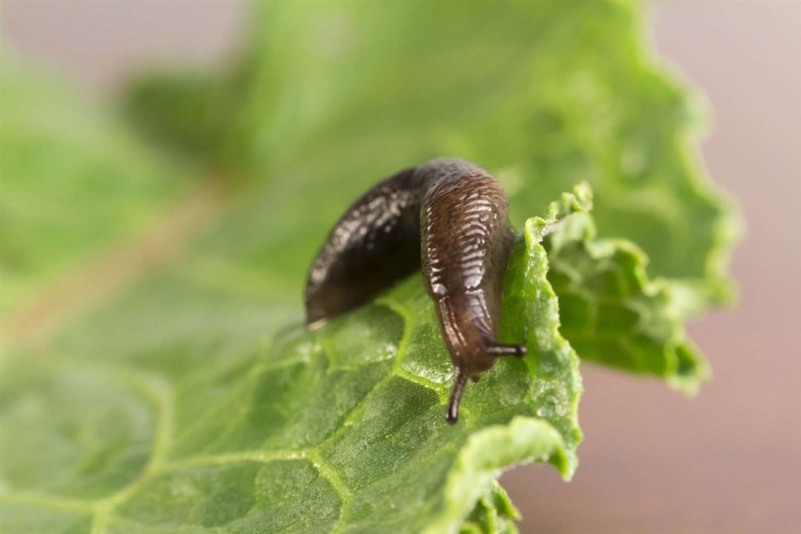 Damp cardboard or carpet can be used to create slug traps. Image: iStock.