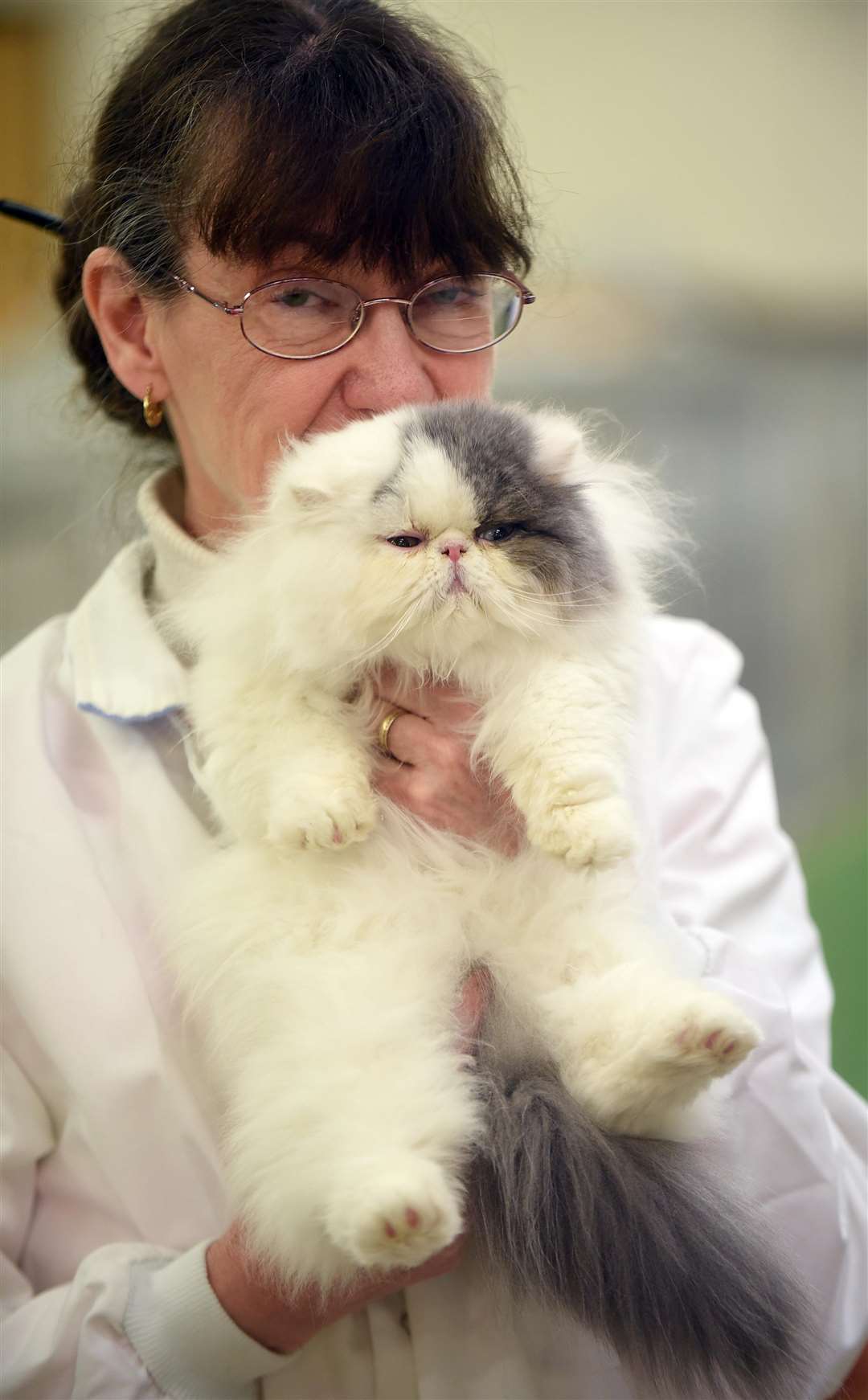 Cat Show at Tydd St Giles village hall....Caroline Turner-Russell. (6336600)