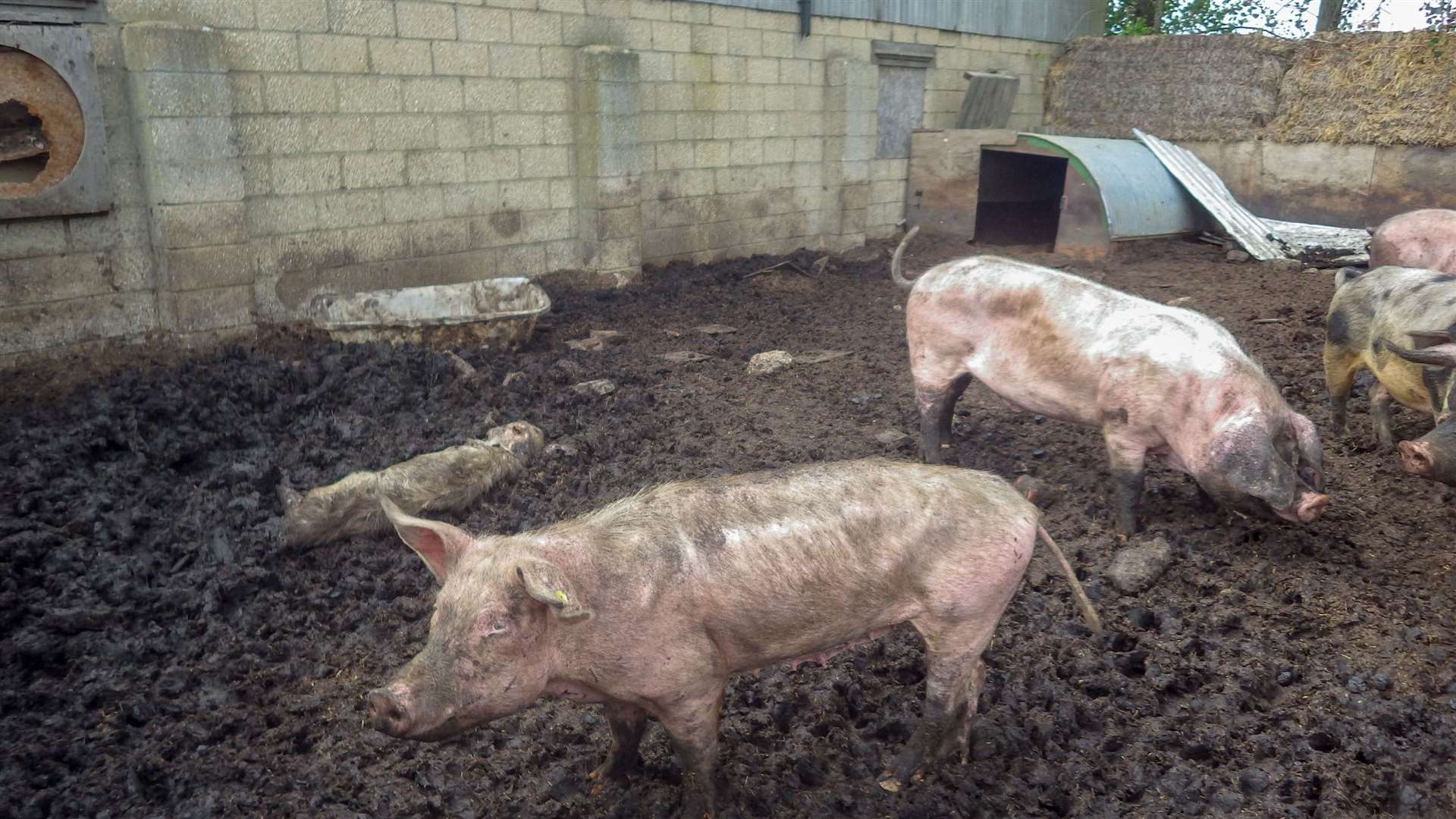 Man jailed after RSPCA find pigs lying dead and emaciated . (11465936)
