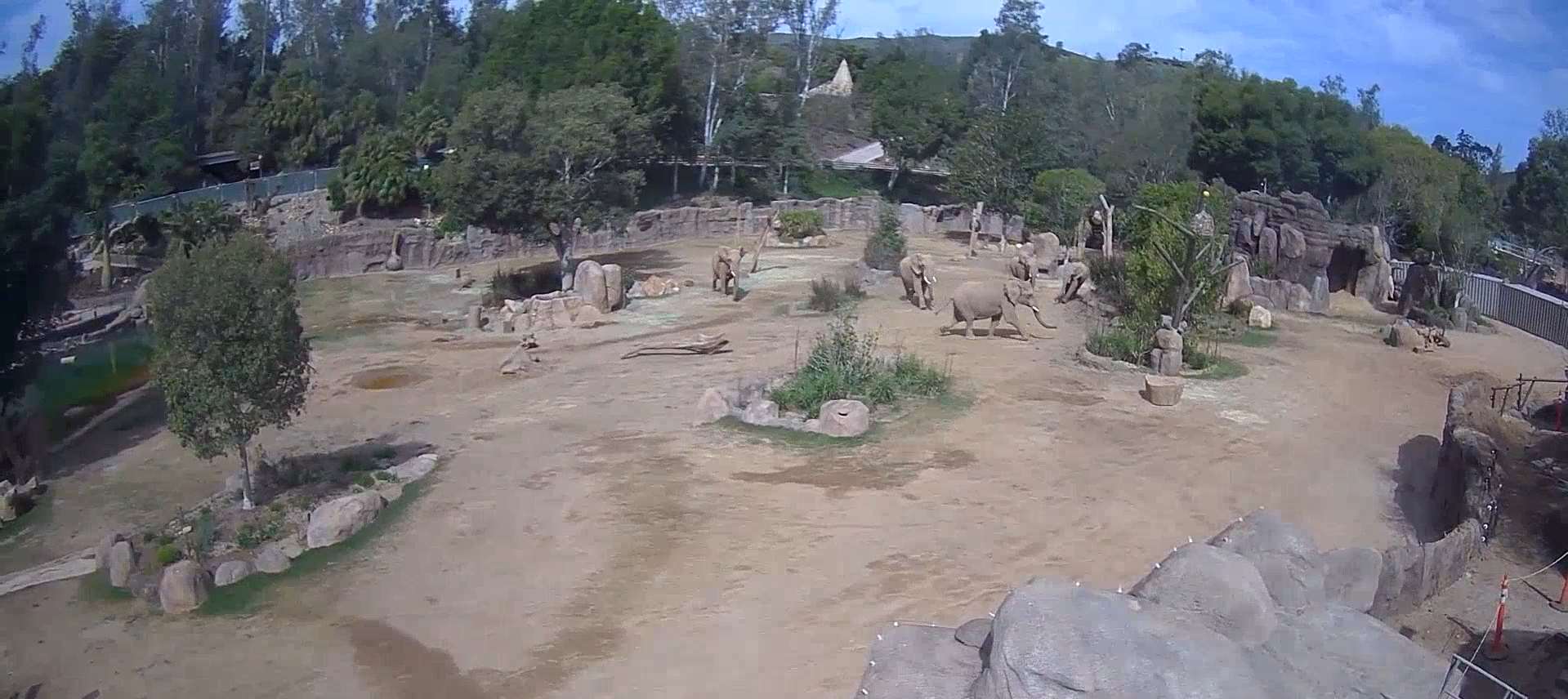 The elephants at San Diego Zoo Safari Park began running towards their young after feeling tremors (San Diego Zoo Safari Park/PA)