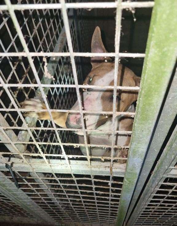 Officers forced entry and found 18 dogs and three cats living in filthy conditions without access to food or water. Picture: Cambridgeshire police