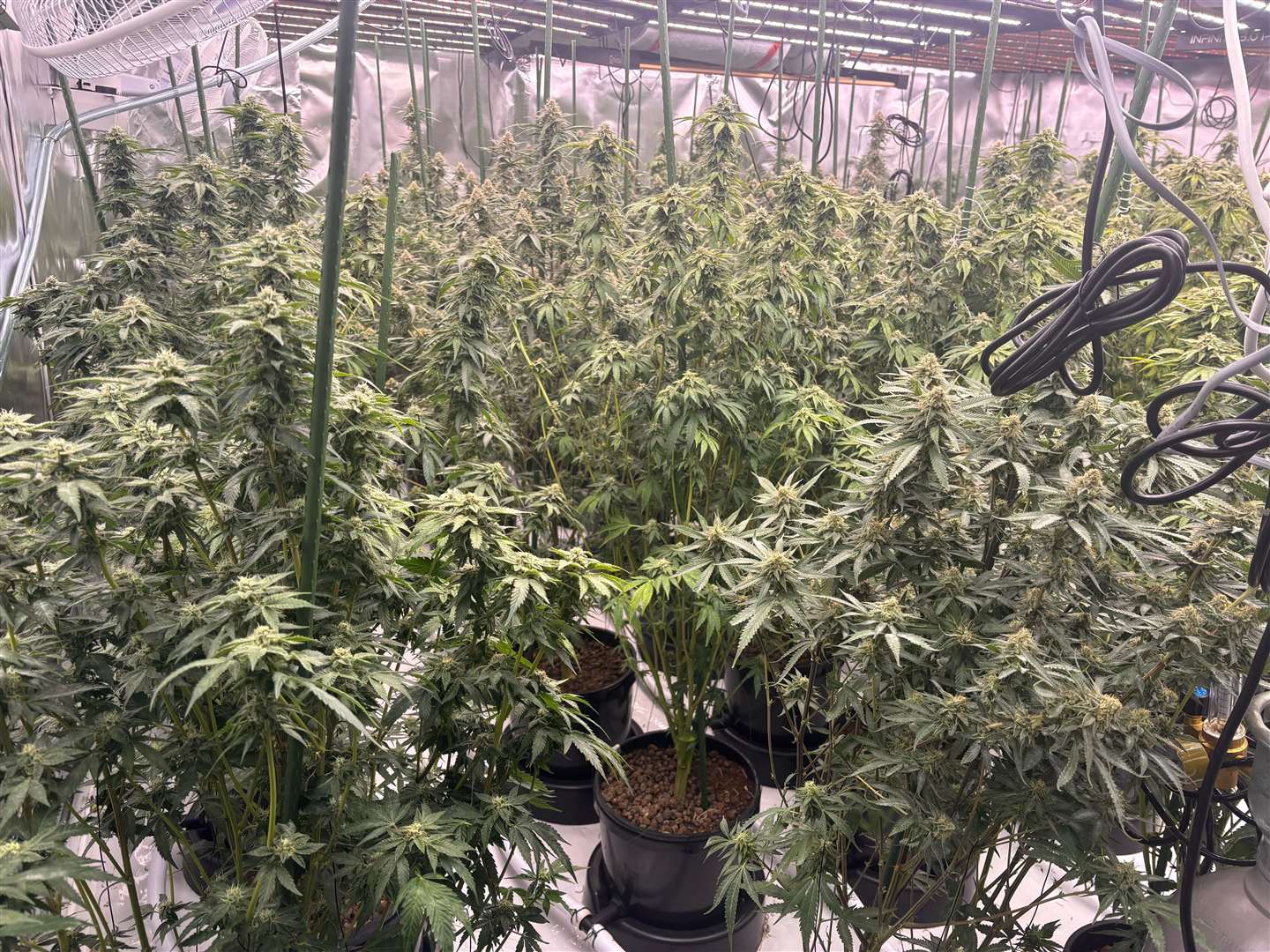 Some of the cannabis found as a result of the police operation to tackle gangs cultivating the drug in Cambridgeshire
