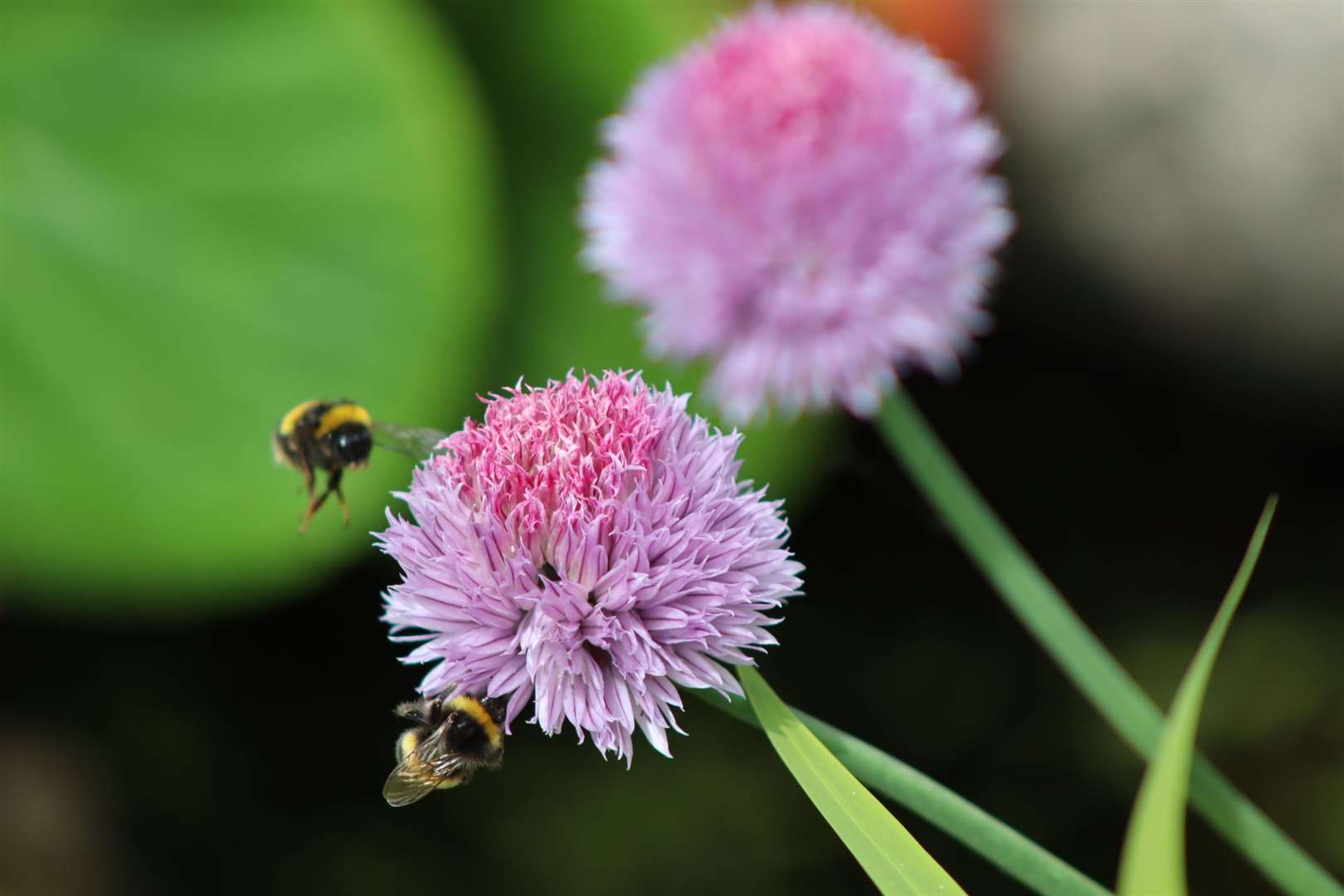 Chives, (pictured), onions and garlic should be avoided. Picture: John Nurden.