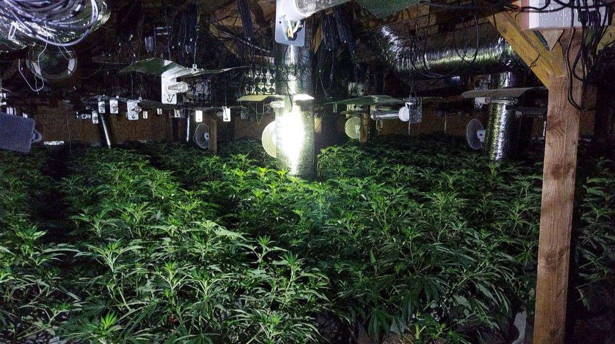 Police found 100s of cannabis plants in two locations in Wisbech.