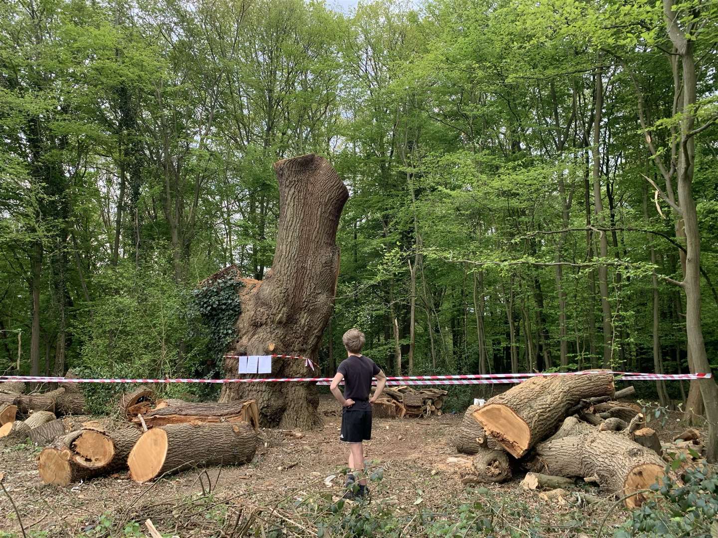 A stump is now all that remains of the tree (Adam Cormack/Woodland Trust/PA)