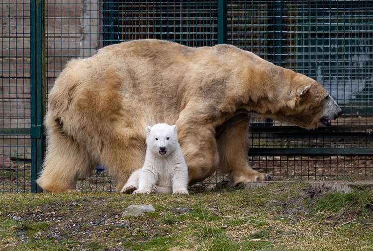 Polar bear cub Brodie explores his enclosure at the Highland Wildlife Park near Aviemore in the Highlands with his mother Victoria (Paul Campbell/PA) (61607555)