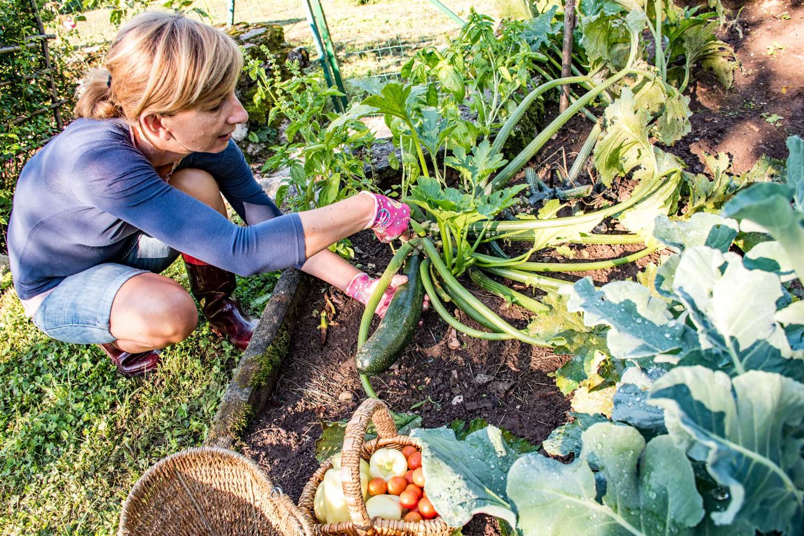 Gardeners may need to find fresh ways to keep out slimy pests this summer. Image: iStock.
