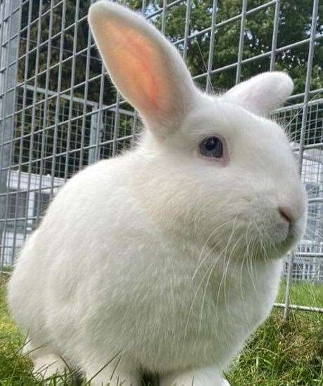 Rabbits should be vaccinated against myxomatosis and viral haemorrhagic disease 1 and 2