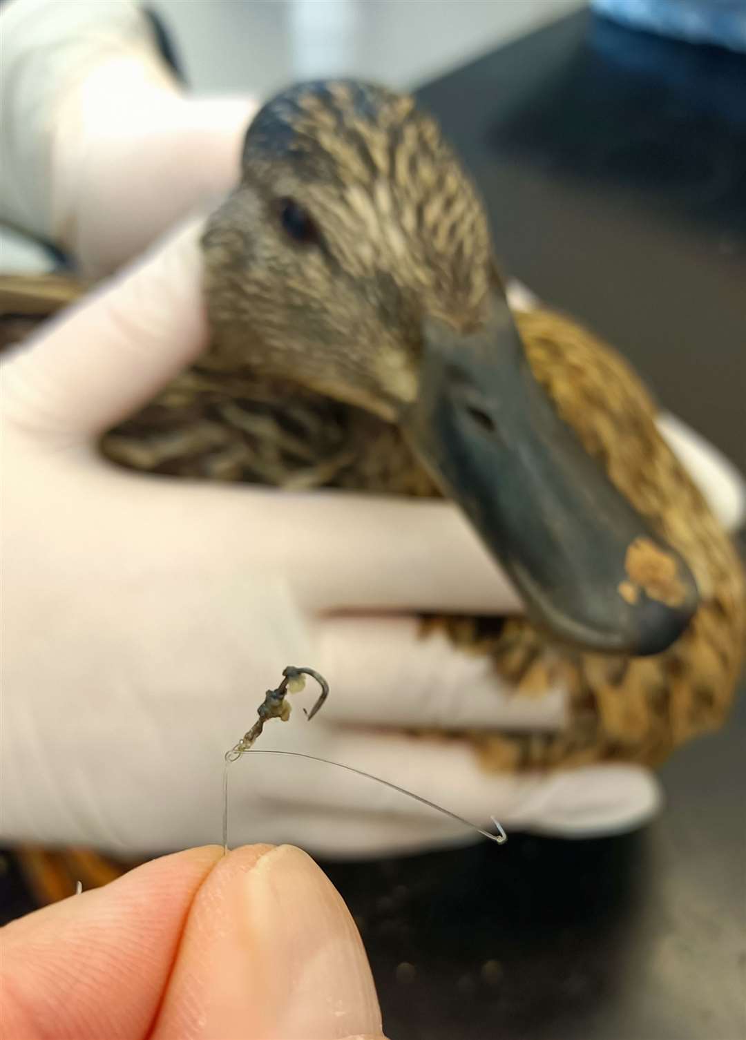 The fish hook was removed from the duck's bill