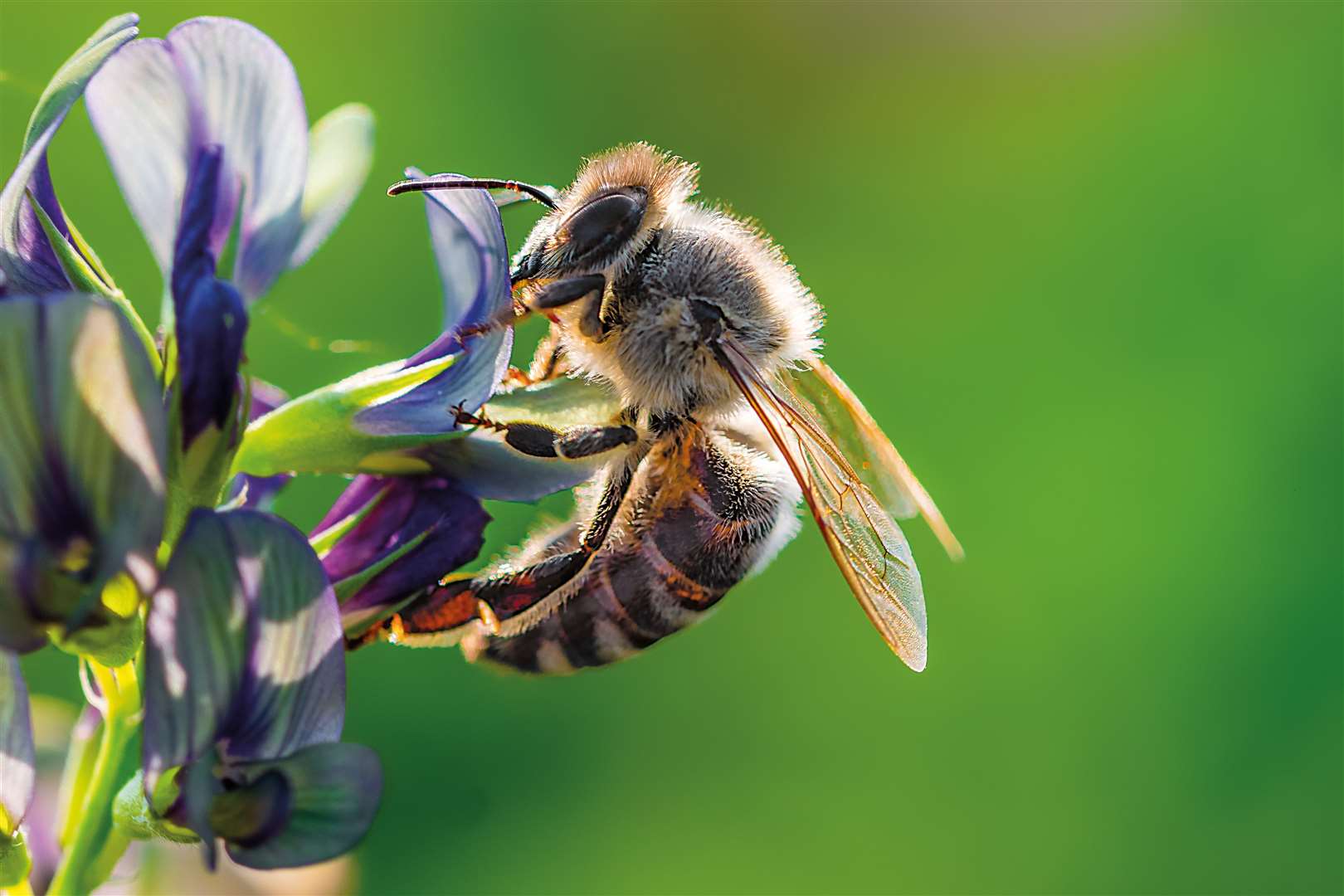 Honey bee (48217906)