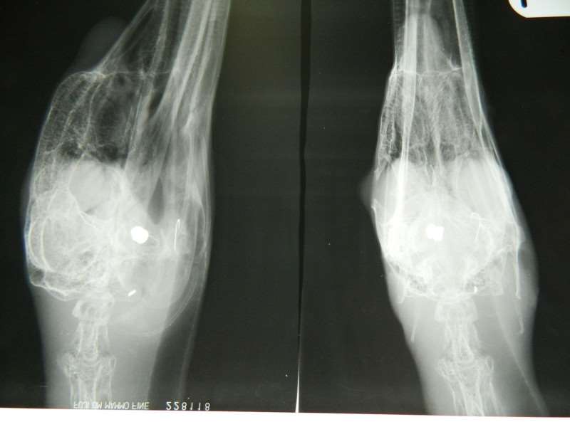 An x-ray of the swan's injuries