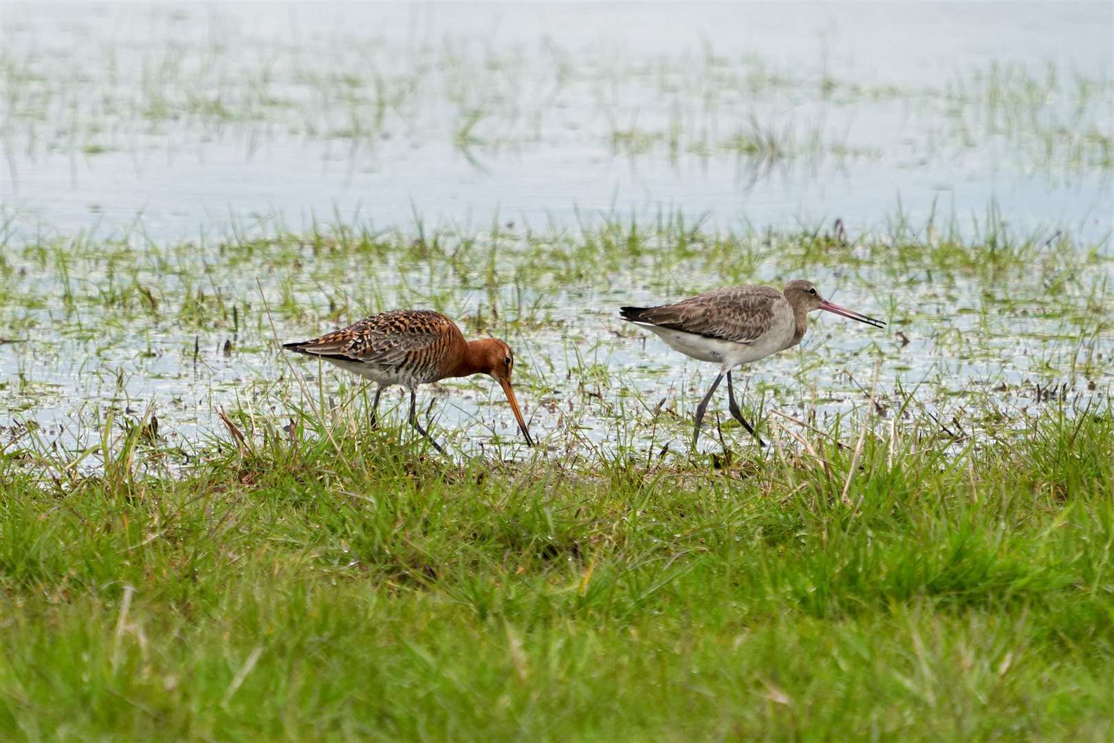 Black-tailed godwit chicks have been hand-reared at Welney for the past few years. Photo: Kim Tarsey. (33933487)