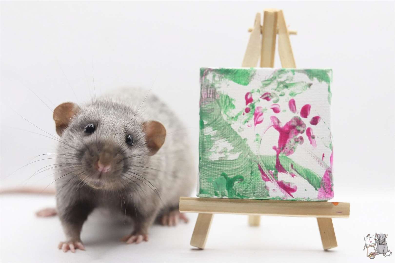 One of Ms Toogood’s rats next to a painting it has created (Steph Toogood/Toogood and Tiny Paws/PA)