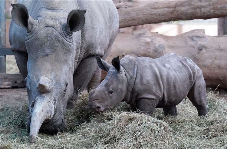 Morag the Southern white rhino calf in her yard at Blair Drummond Safari and Adventure Park, near Stirling, with mother Dot (Andrew Milligan/PA) (61607411)