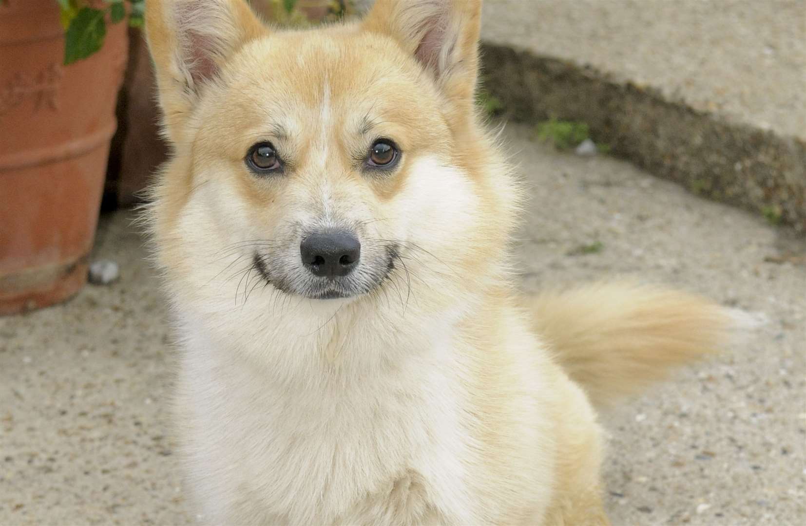 Corgis are described as playful. Picture: Andy Payton.