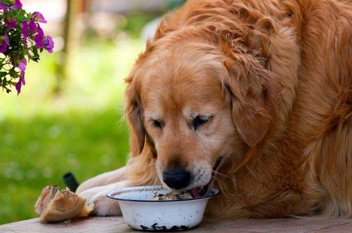 Golden Retriever owners like Luna, Bailey, Willow, Nala, Cooper, Milo, Teddy, Daisy, Bonnie and Poppy. Image: iStock.