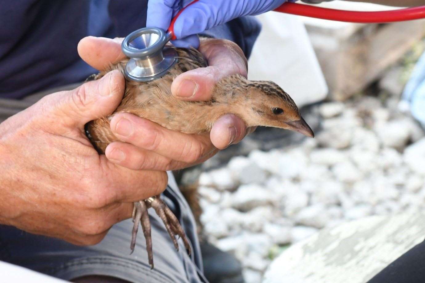 The number of calling corncrakes at WWT Welney has tripled in just three years after the wetland centre was selected as a new release site for a reintroduction scheme.