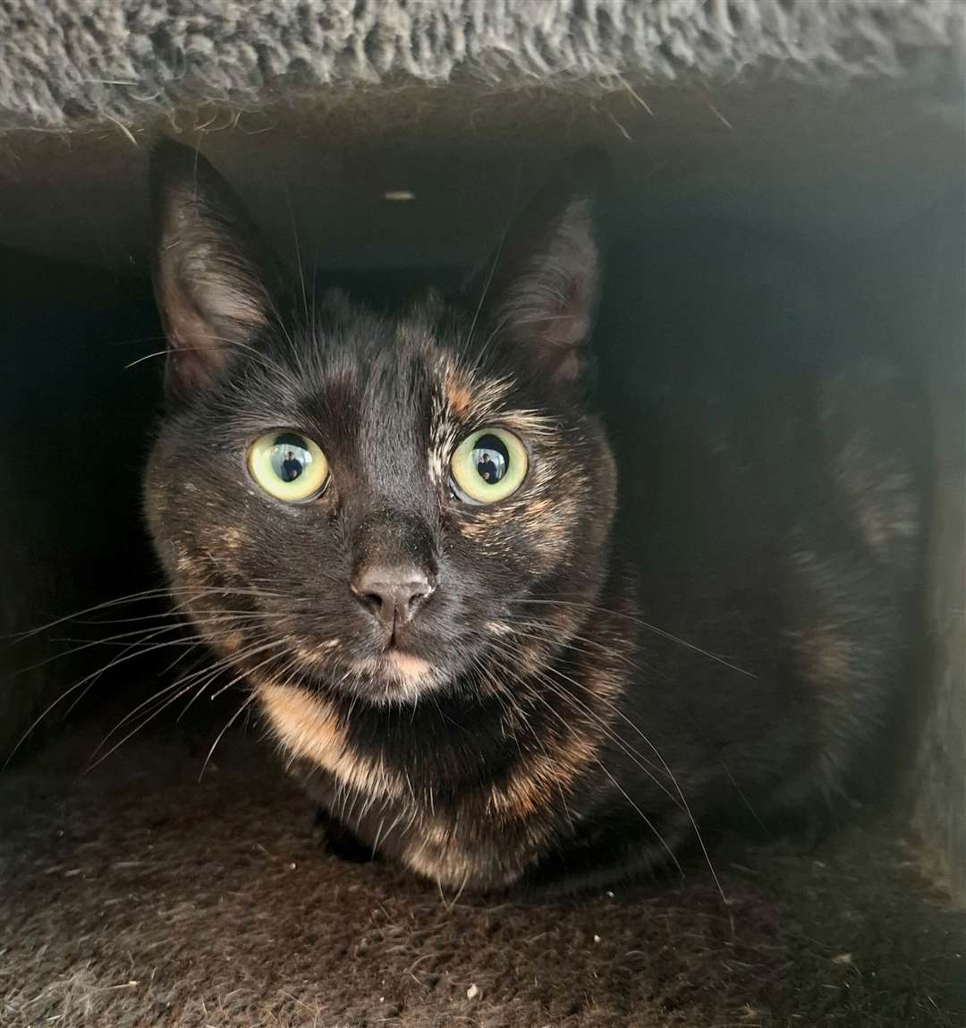 Melody needs a loving home
