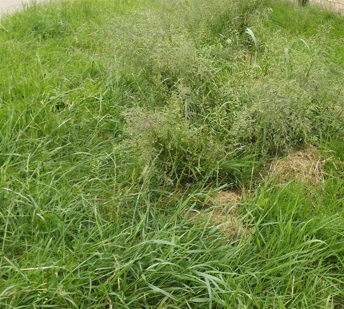 Verges across the district - beside roads, footpaths and around residential areas are still awaiting to be cut like those in Russell Avene. (2440809)