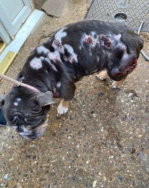This poor bulldog was found abandoned in a garden in Marshland St James, her condition was so bad she had to be put to sleep. Picture: RSPCA.