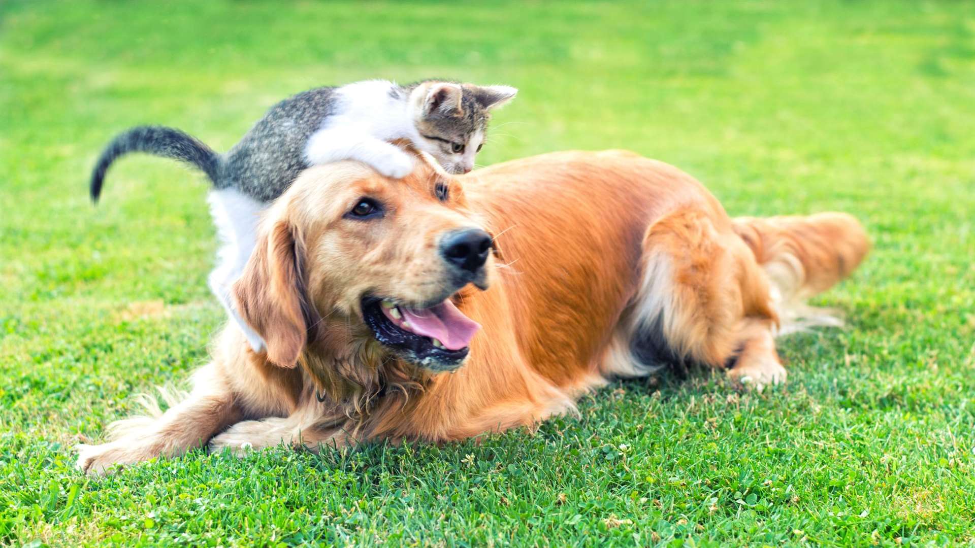 Luna was again the most popular name for puppies and kittens
