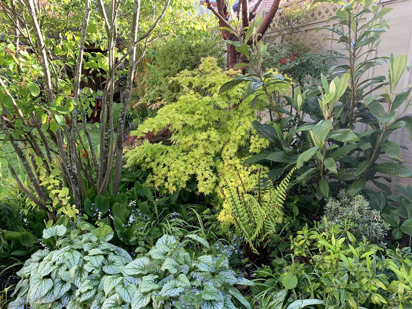 Open Gardens in Cambridgeshire 2022: Monkfield lane, Cambourne (56821706)