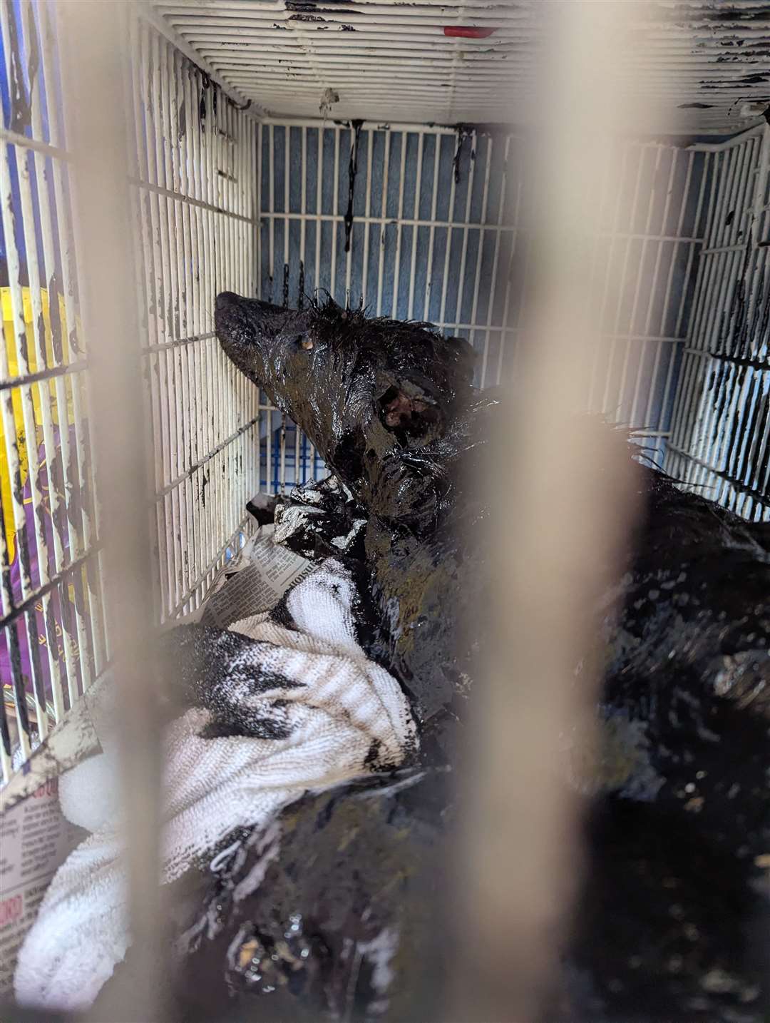 The fox was covered in thick heating oil (RSPCA/PA)