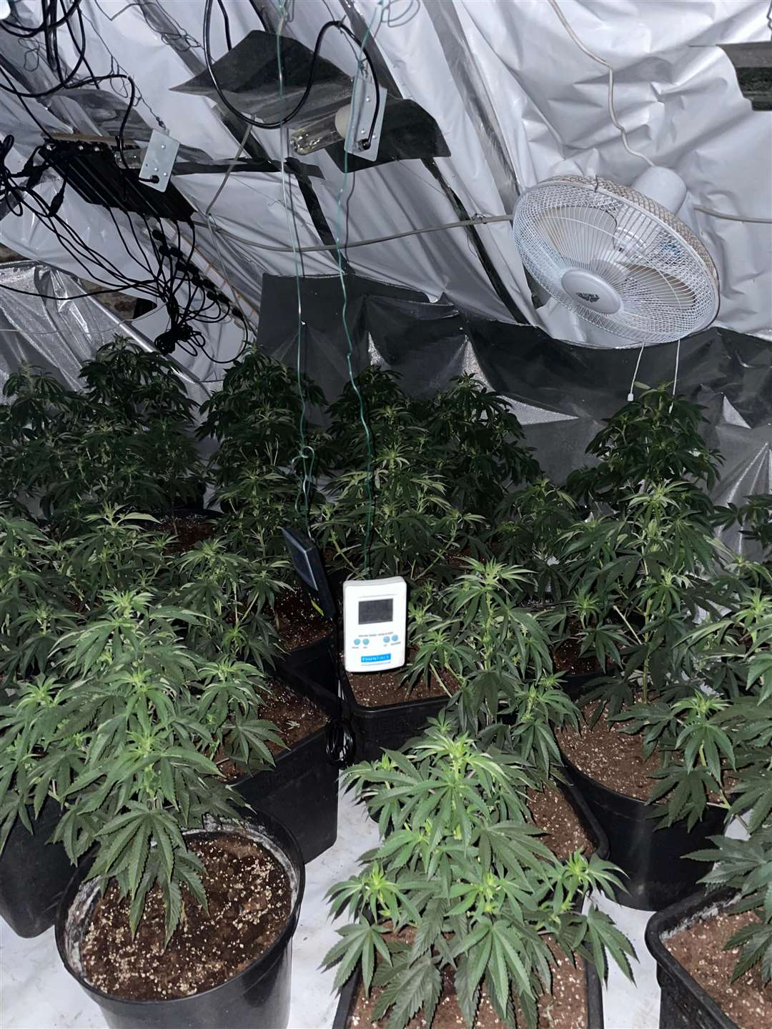 Some of the cannabis plants found in the former toy shop. (61424696)