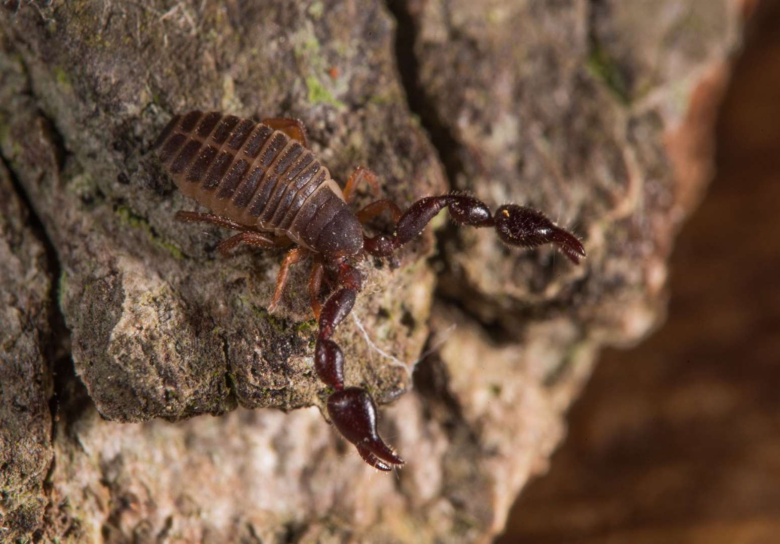 The rare false scorpion is among 811 species of invertebrates living on a meadow where plans are in for 93 homes. (52976047)