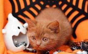 Keep any sweet treats far away from your cat. Picture: Canva