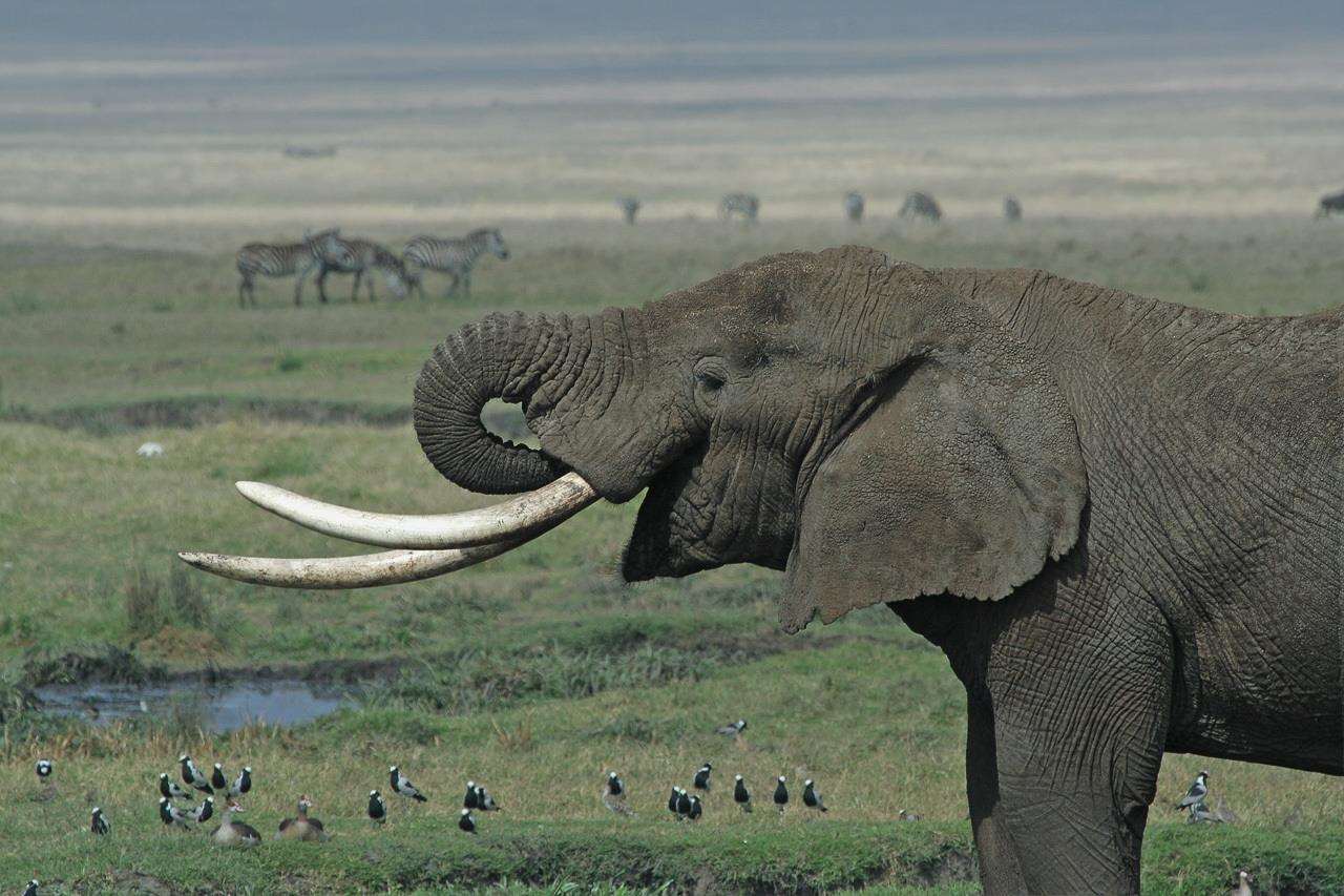 Chatteris Museum does its bit to help save elephants. (4948512)