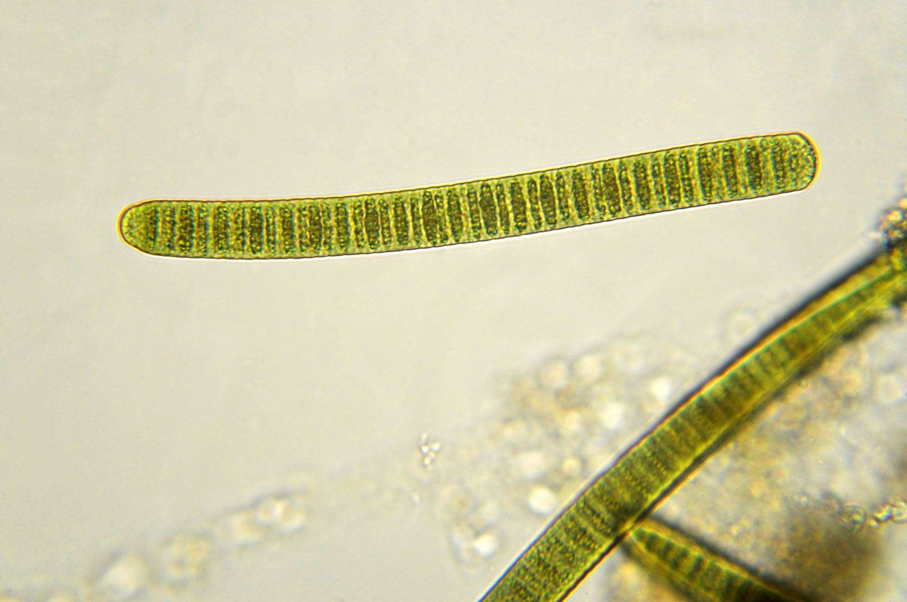 Blue-green algae is highly poisonous to dogs. Image: iStock.