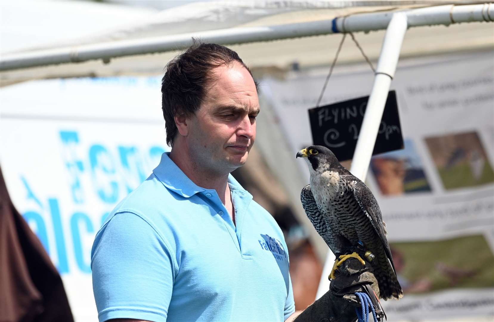 Gorefield Show Matt Jessop with a Peregrine Falcon