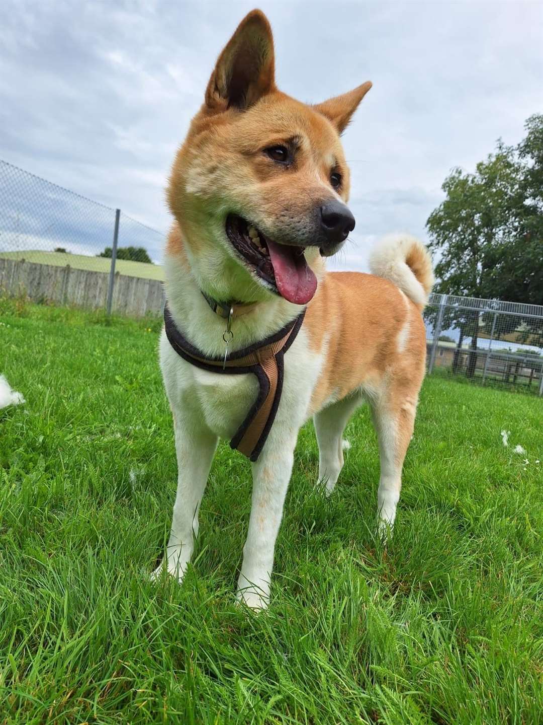 The RSPCA has launched a heartfelt plea to dog lovers to rehome sweet Coco - who sadly this week reaches the heartbreaking milestone of spending one year in RSPCA kennels