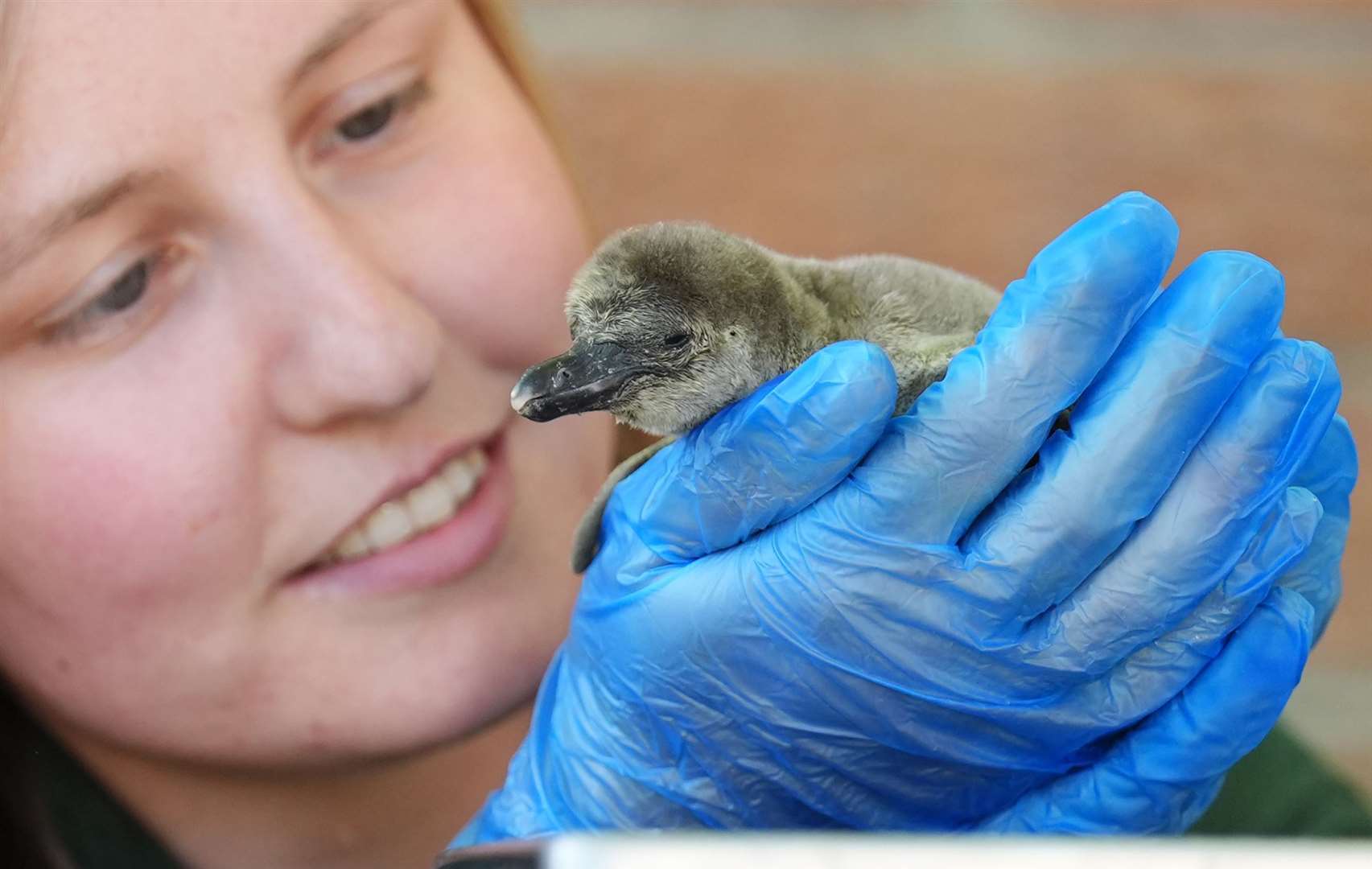 Keeper Rebecca Reid holds one of the tiny penguin hatchlings (Andrew Milligan/PA)