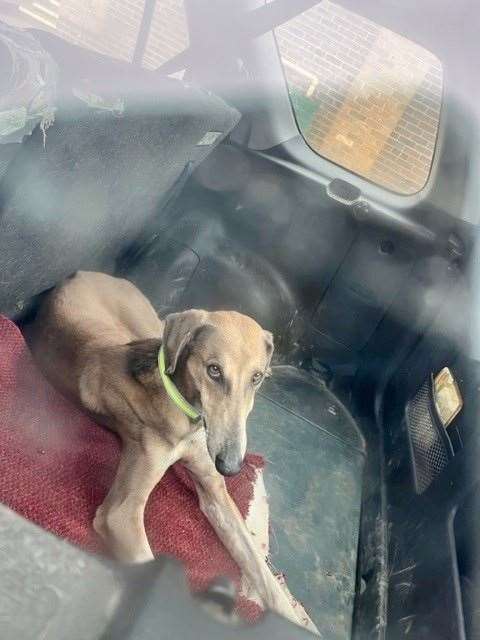 Four dogs were seized, while four men were arrested. Picture: Norfolk Police