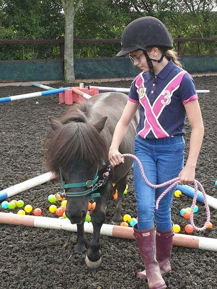 Solo the Shetland negotiates a obstacle (17562868)