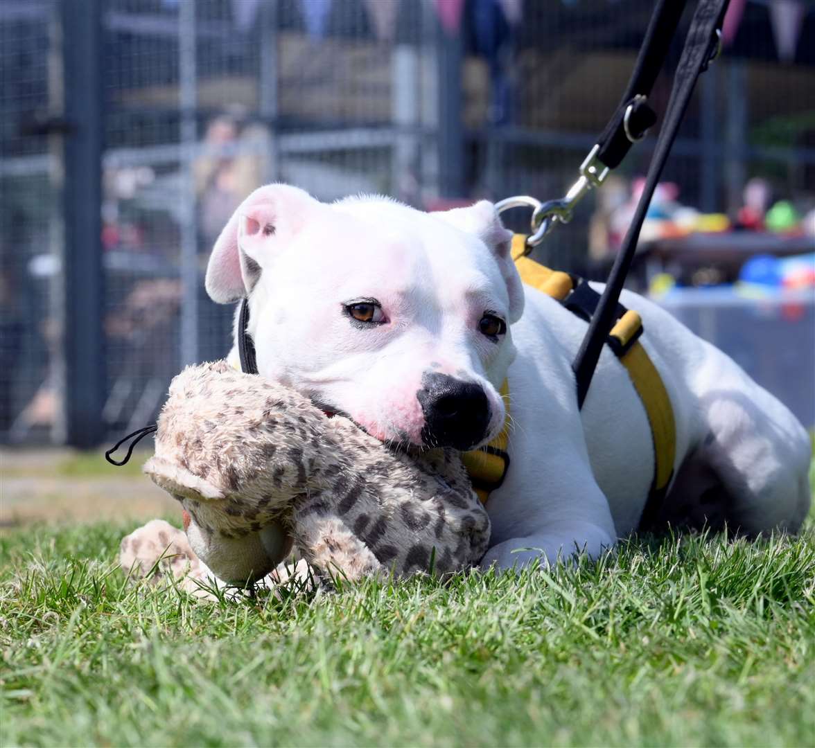 Sunshine brings out the crowds at RSPCA Block Fen open day