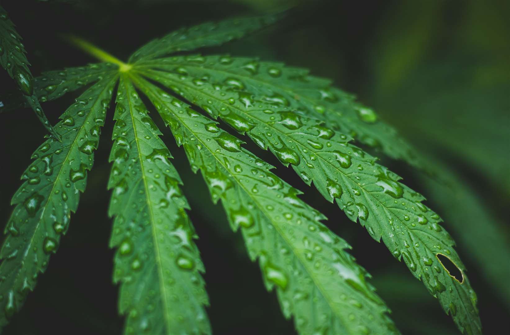Dexter admitted to growing 14 cannabis plants. Picture: iStock