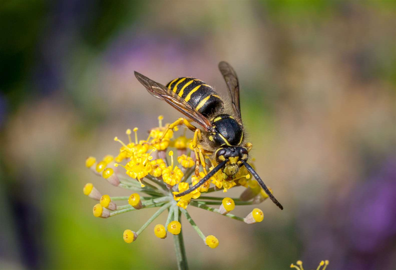 A wasp or hornet sting can be painful. Image: Stock photo.