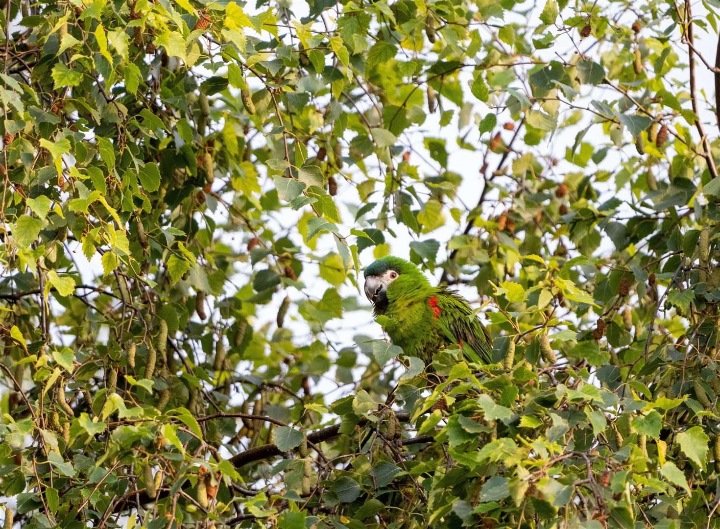 Frank is a Hahn's Macaw and was spotted in the tree by Nathanial Woodward, a keen wildlife photographer, who took his picture and contacted Alison