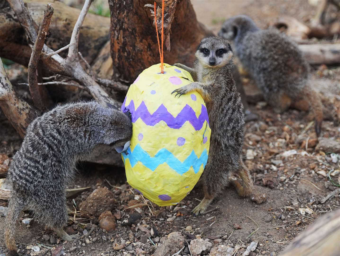 Meerkats Frank, Penelope, and Dracula play with a papier-mache Easter egg (Yui Mok/PA)