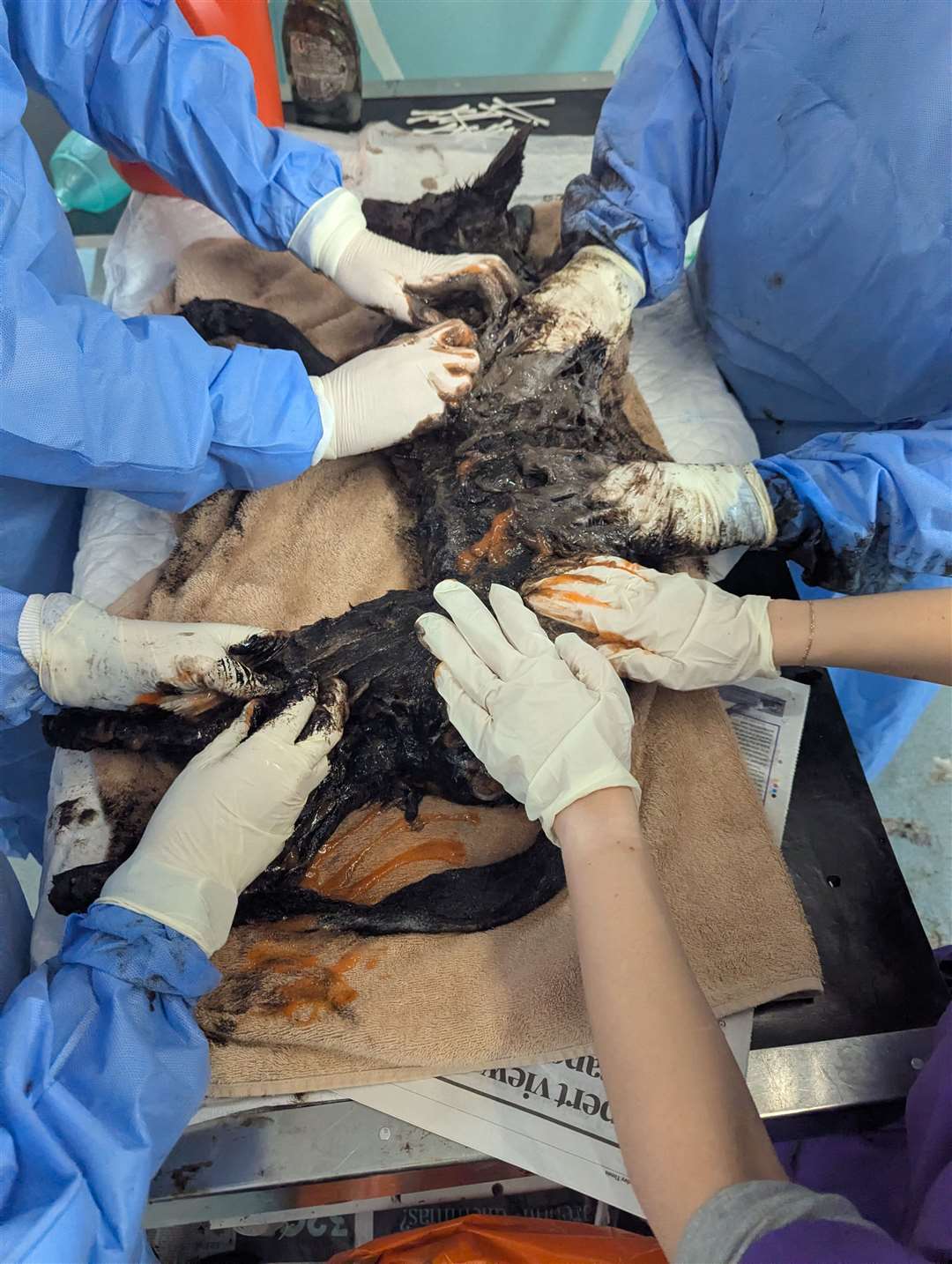 RSPCA staff cleaned the fox (RSPCA/PA)