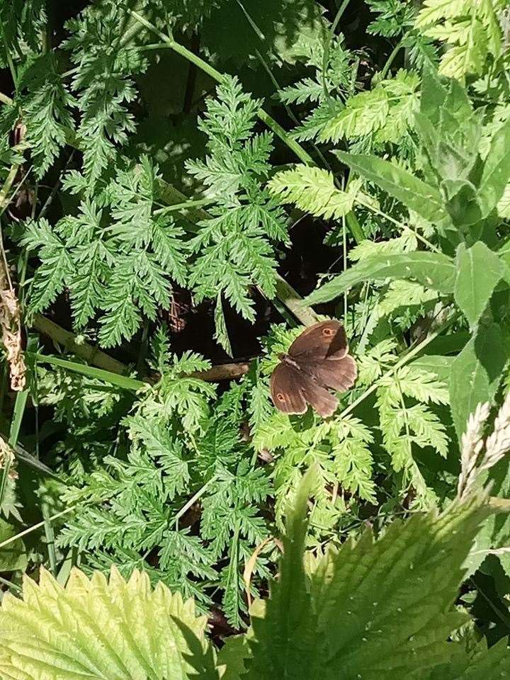 Reader Lucy Clark's photo of a butterfly at Gault Wood, March. (42200108)