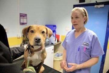 The RSPCA has revealed that it has found loving new homes for more than 6,000 animals in a decade in Cambridgeshire.