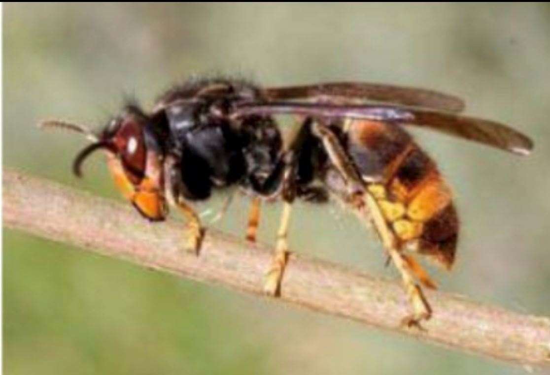 The British Bee Keepers Association fears the arrival of the Asian hornet