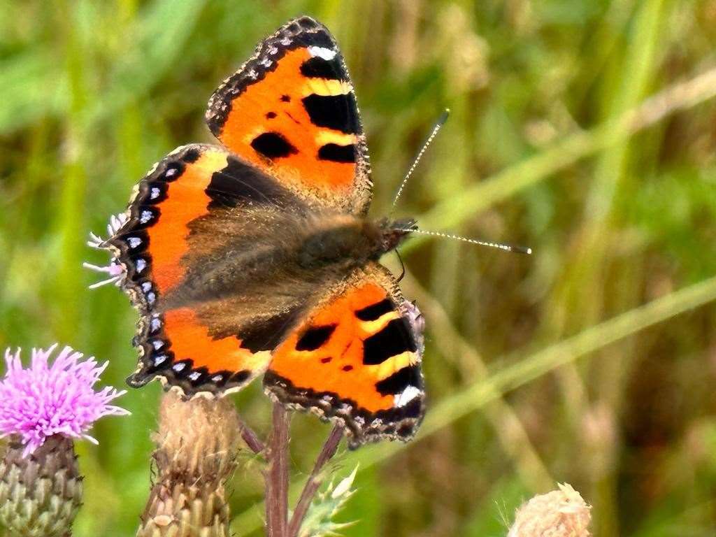 The Small Tortoiseshell butterfly